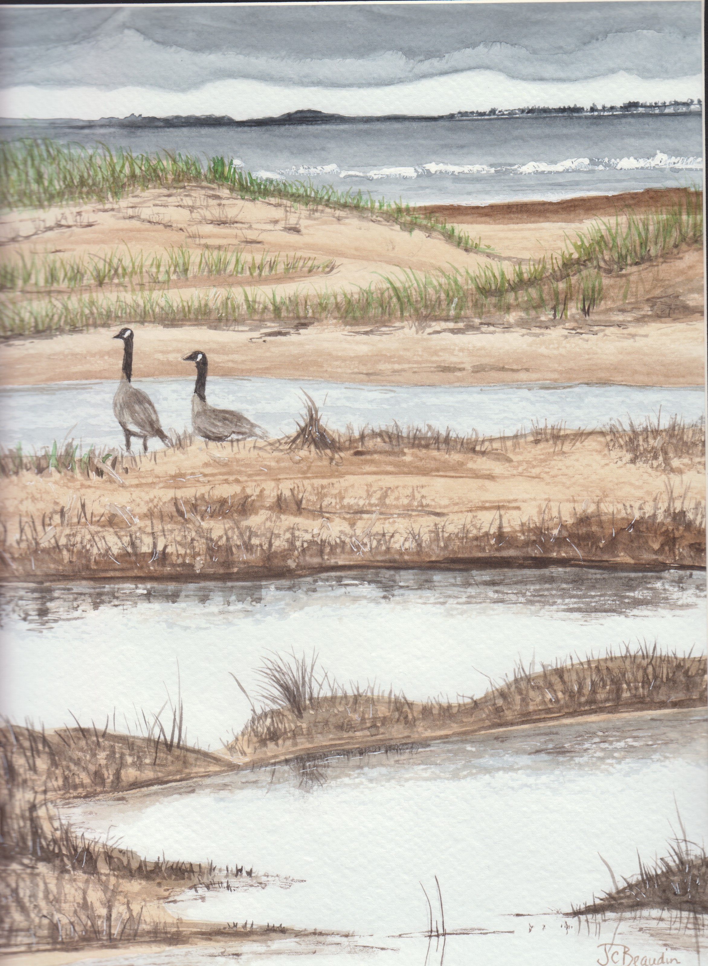 The geese love our marsh pools... must have a nest nearby. Love to see them flying past our house at eye level, honking all the way!