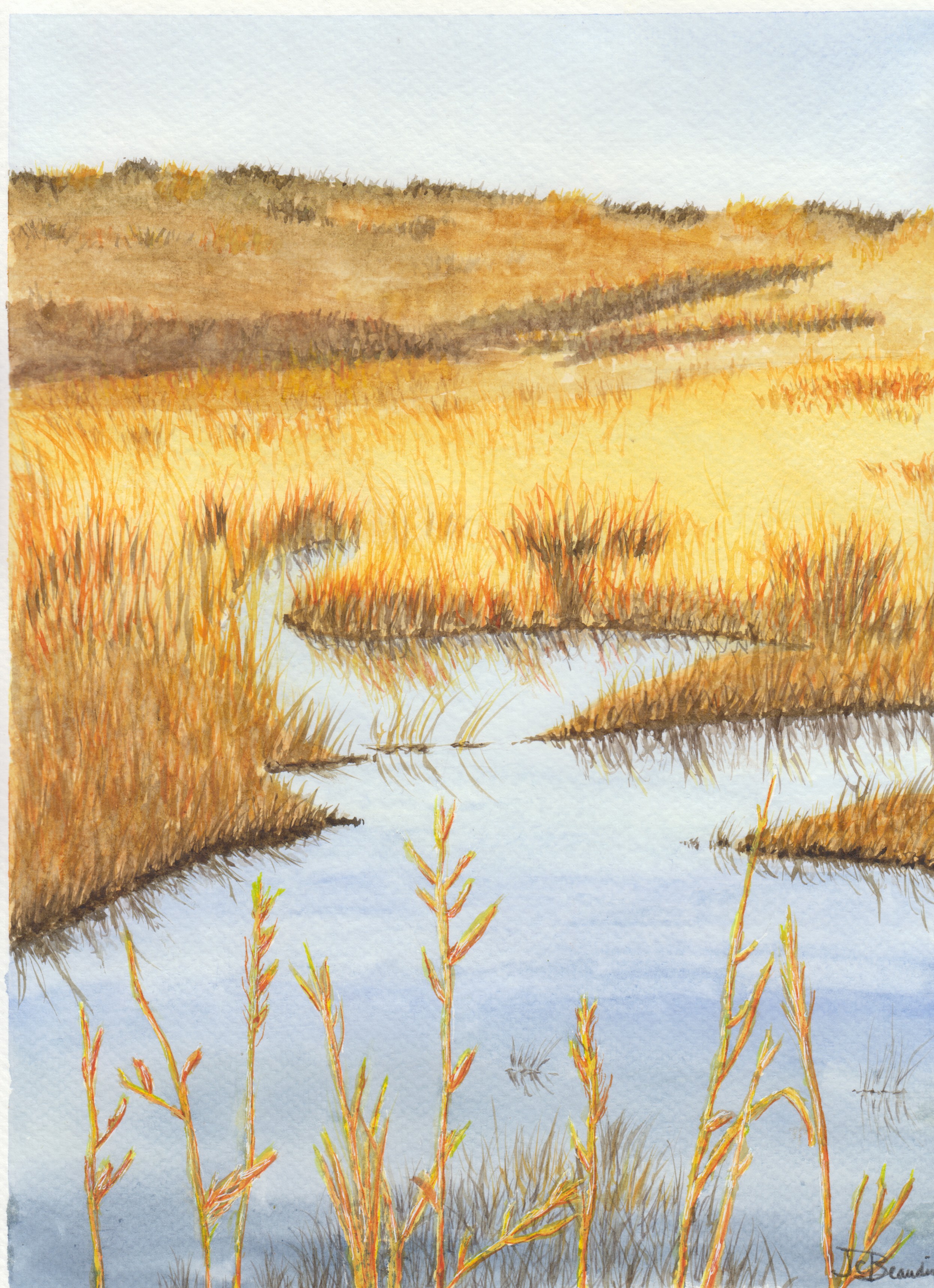 Early spring behind the dunes, with the "Golden Hour" sun just before sunset making the grasses look even more golden!