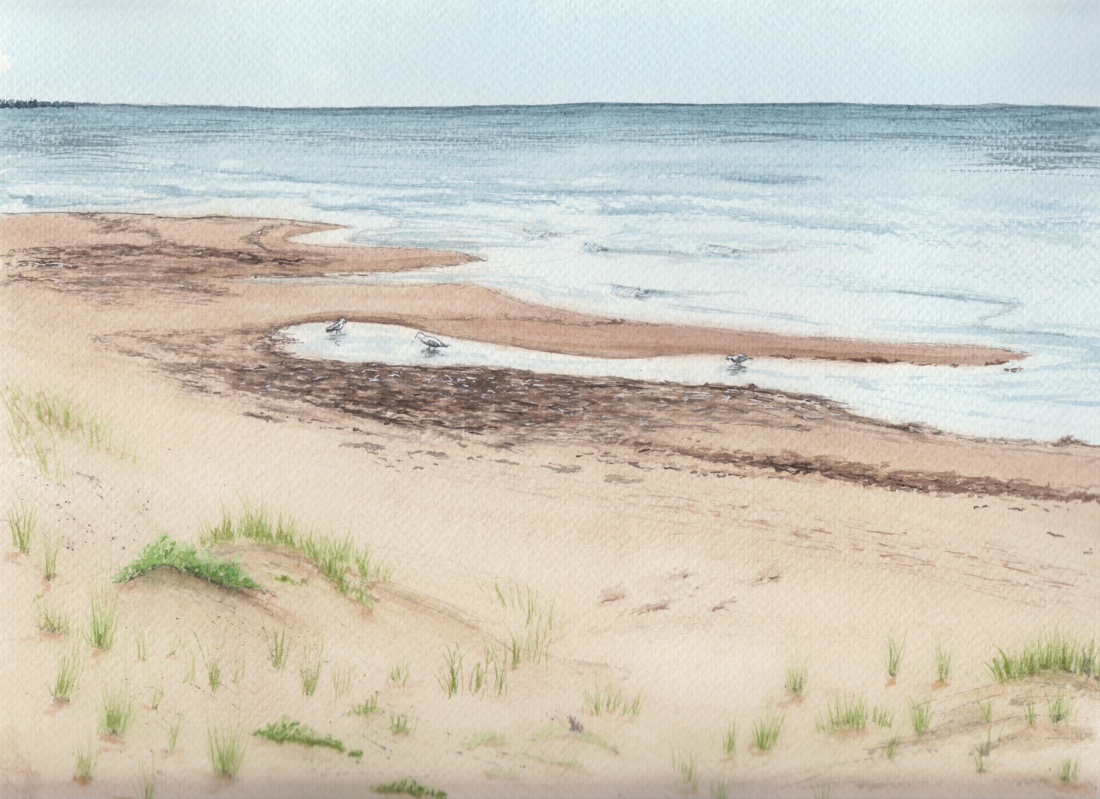 Seagulls in a tide pool, taking a bath, maybe finding a snack for their supper...